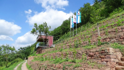 erlenbach 01