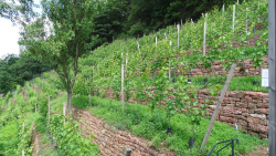 erlenbach 06
